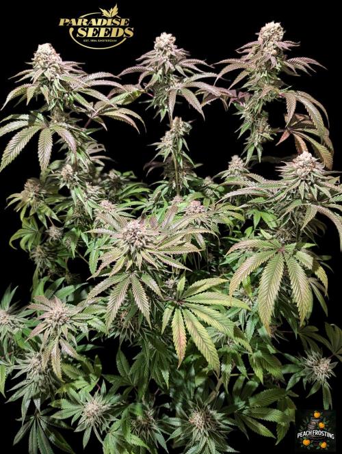 Peach Frosting - Paradise Seeds -Organic. Week 13