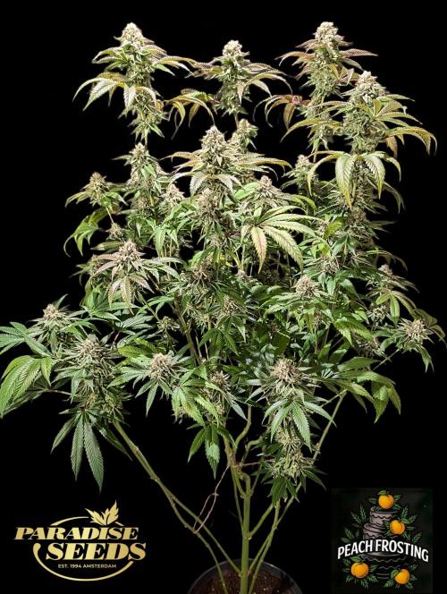 Peach Frosting - Paradise Seeds -Organic. Week 13