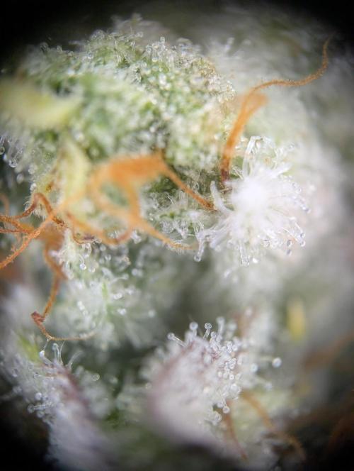 Peach Frosting - Paradise Seeds -Organic. Week 13