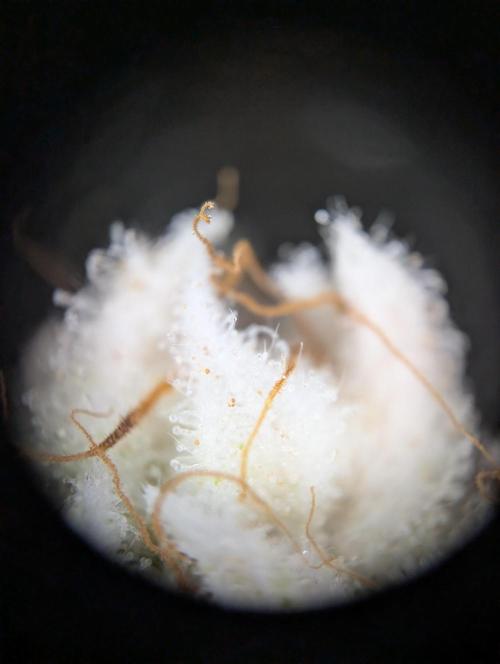 Peach Frosting - Paradise Seeds -Organic. Week 13