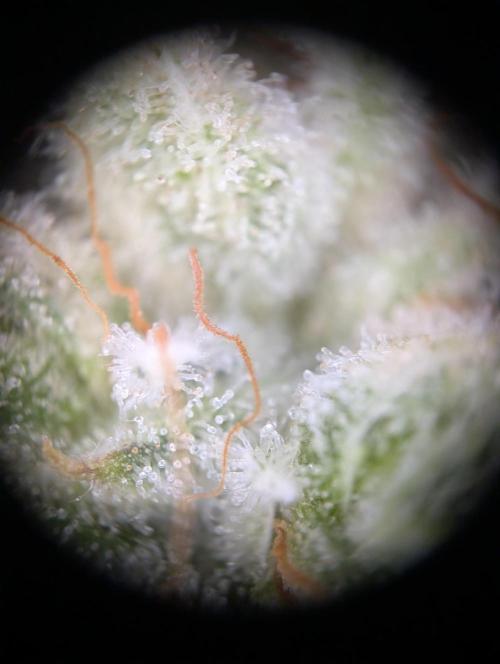 Peach Frosting - Paradise Seeds -Organic. Week 13