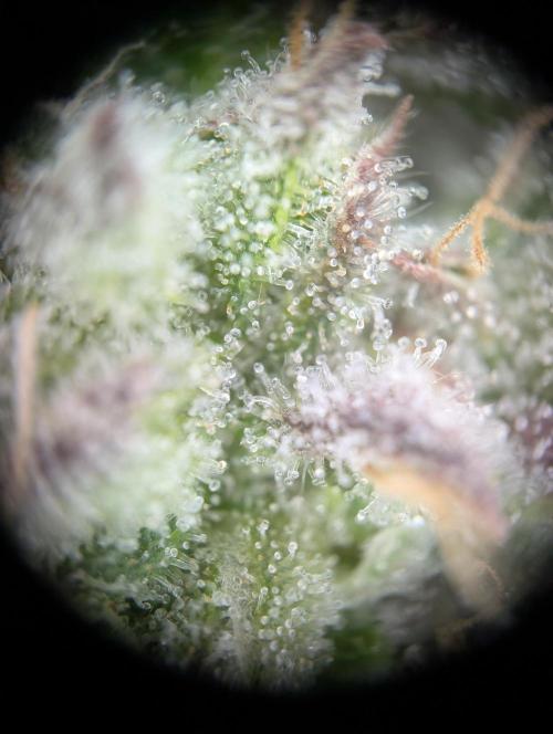 Sleepy Joe - Anesia Seeds - Organic Grow. Week 13