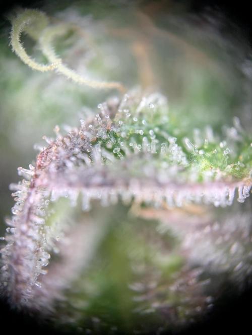 Sleepy Joe - Anesia Seeds - Organic Grow. Week 13