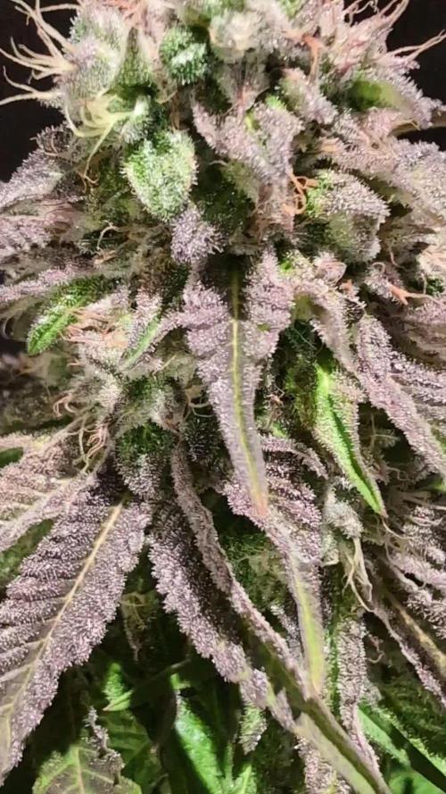 Sleepy Joe - Anesia Seeds - Organic Grow