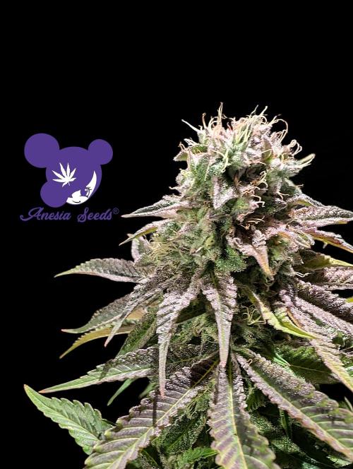 Sleepy Joe - Anesia Seeds - Organic Grow. Week 13