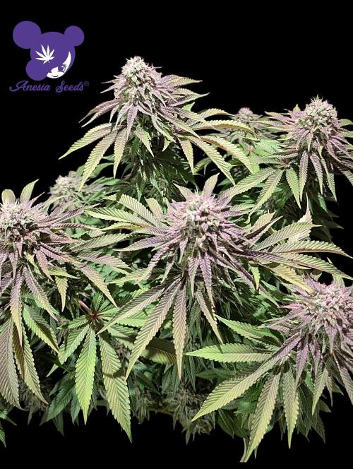 Sleepy Joe - Anesia Seeds - Organic Grow. Week 13