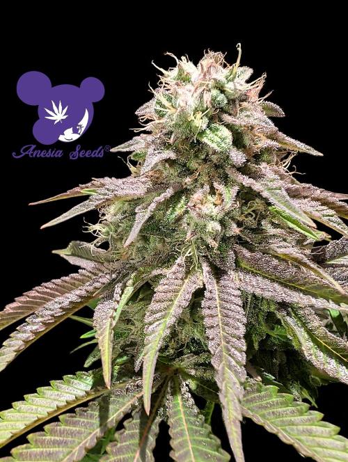 Sleepy Joe - Anesia Seeds - Organic Grow. Week 13