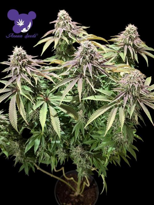 Sleepy Joe - Anesia Seeds - Organic Grow. Week 13