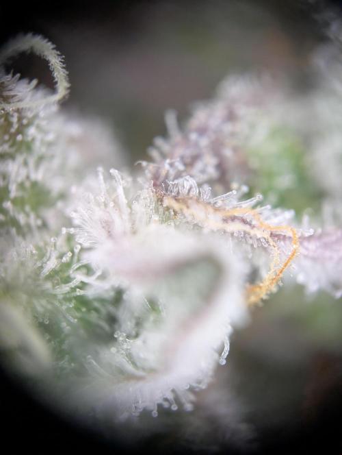 Pink Sunset #2 - Silent Seeds - Organic. Week 14