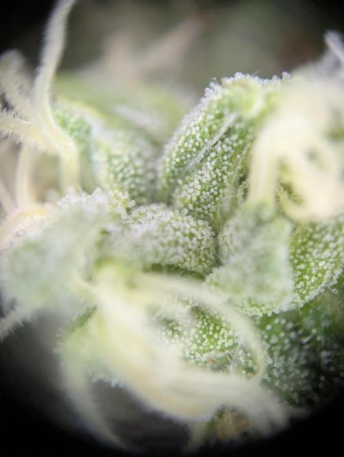 Pink Sunset #2 - Silent Seeds - Organic. Week 14