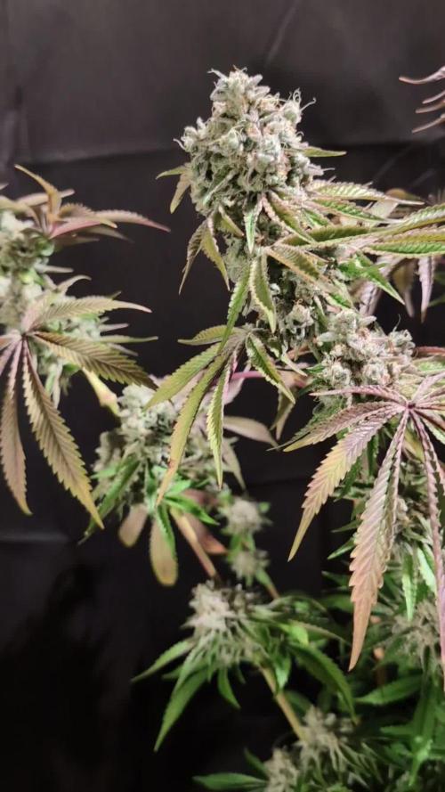 Pink Sunset #2 - Silent Seeds - Organic