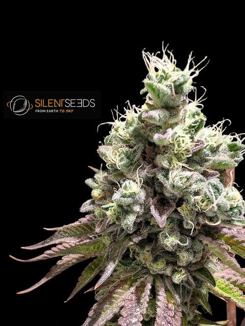 Pink Sunset #2 - Silent Seeds - Organic. Week 14