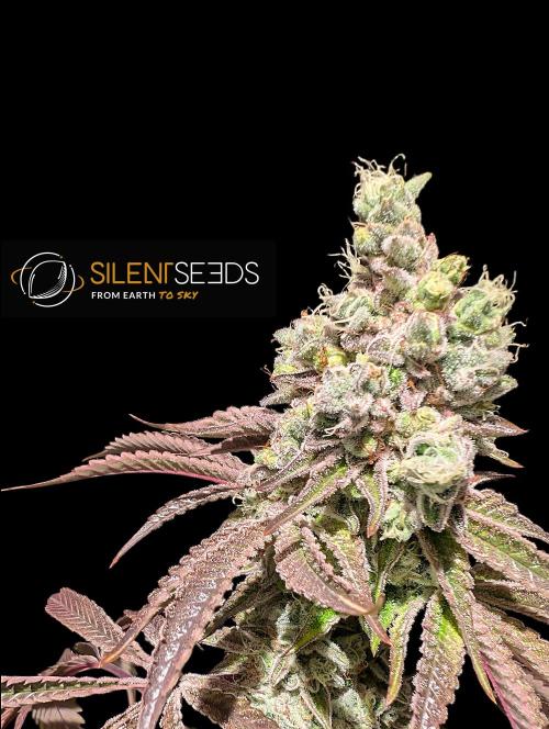 Pink Sunset #2 - Silent Seeds - Organic. Week 14