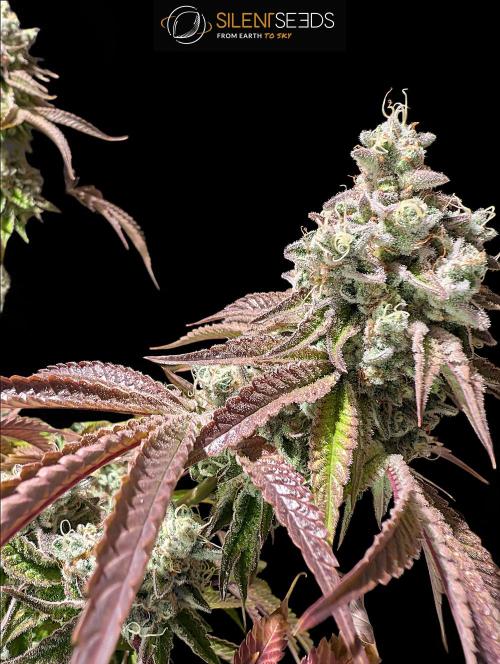 Pink Sunset #2 - Silent Seeds - Organic. Week 14