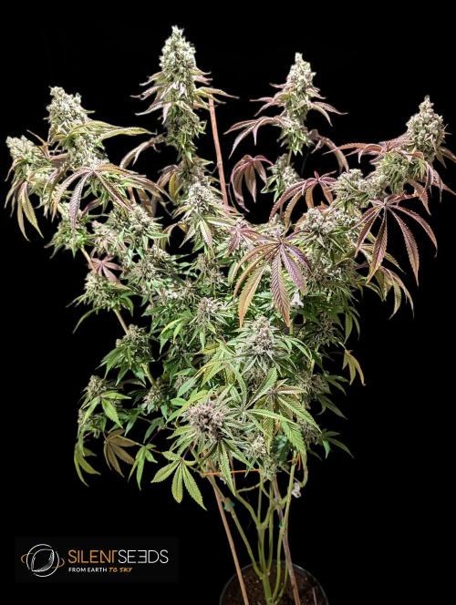 Pink Sunset #2 - Silent Seeds - Organic. Week 14