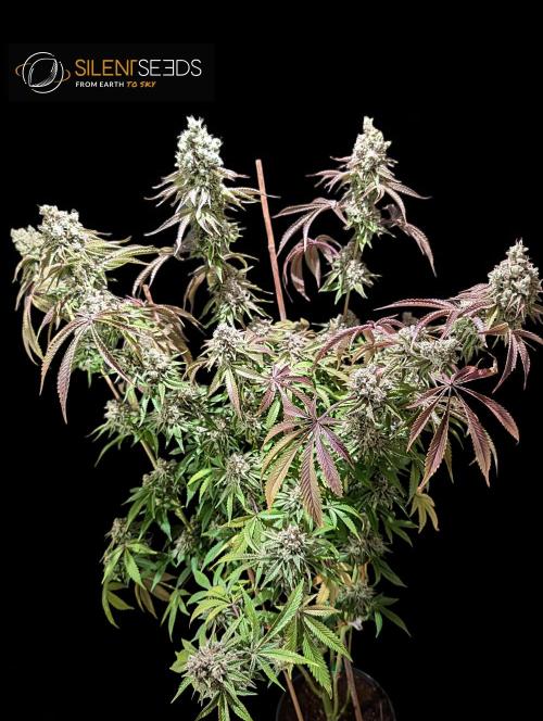 Pink Sunset #2 - Silent Seeds - Organic. Week 14