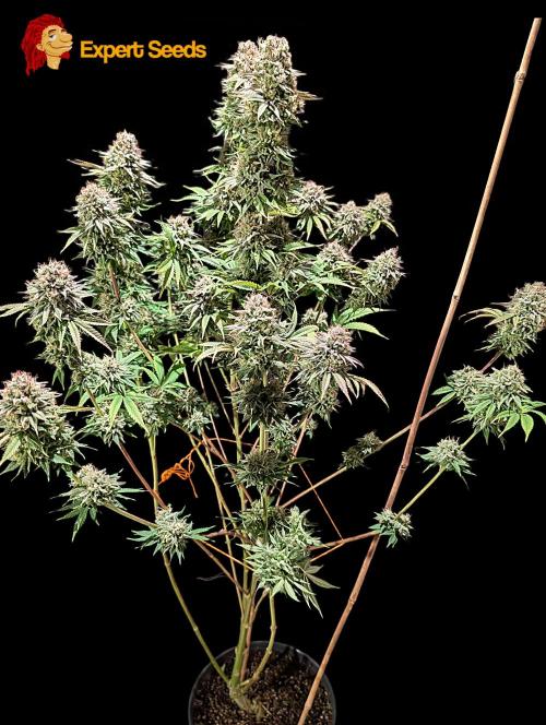 GG#4 Regular - Expert Seeds. Week 14