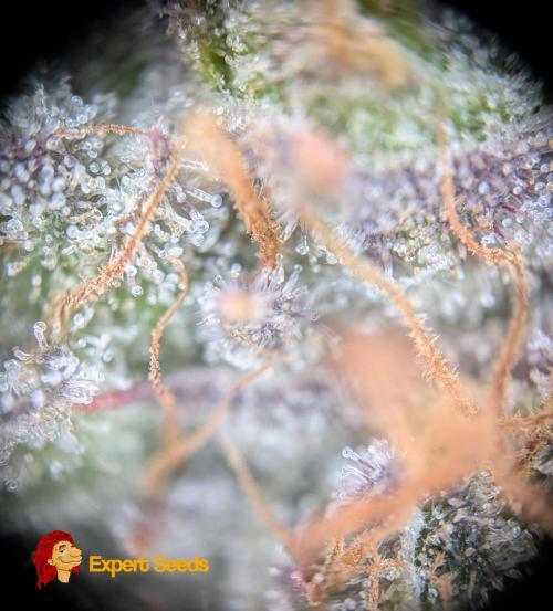 GG#4 Regular - Expert Seeds. Week 14