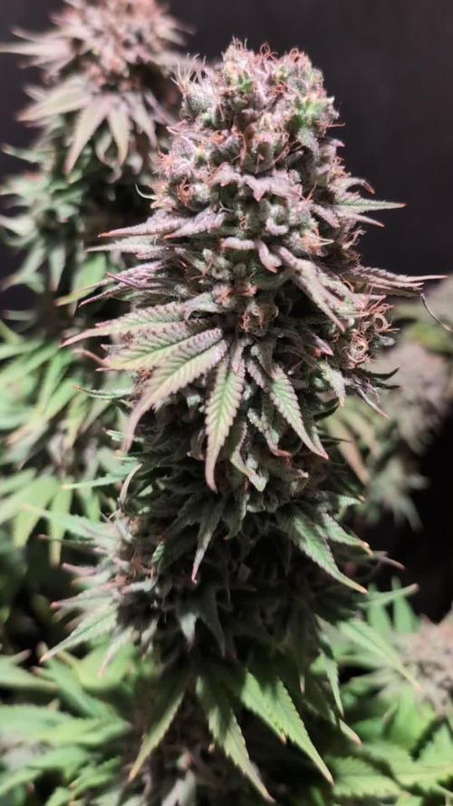 GG#4 Regular - Expert Seeds