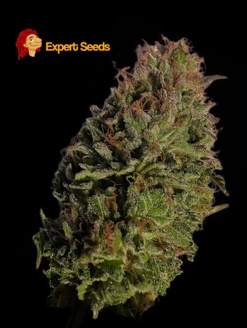 GG#4 Regular - Expert Seeds. Week 15