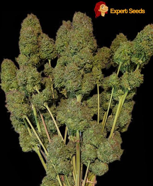 GG#4 Regular - Expert Seeds. Week 15