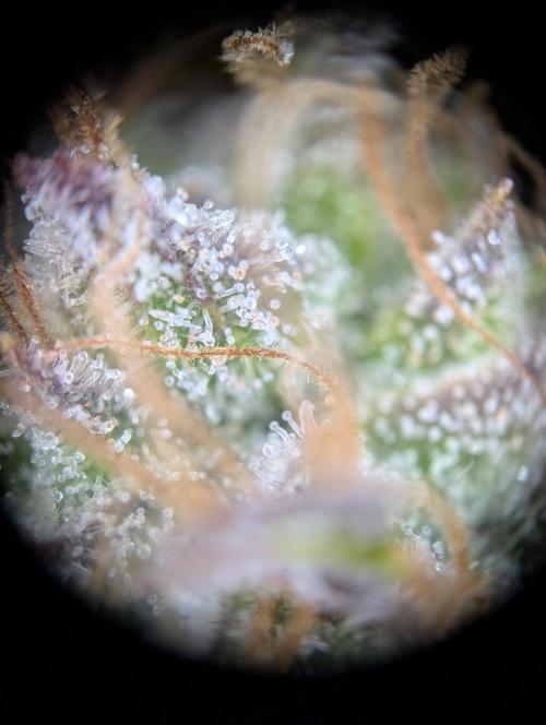 GG#4 Regular - Expert Seeds. Week 15