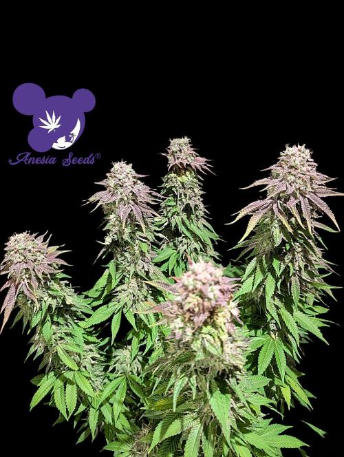 Sleepy Joe - Anesia Seeds - Organic Grow. Week 14