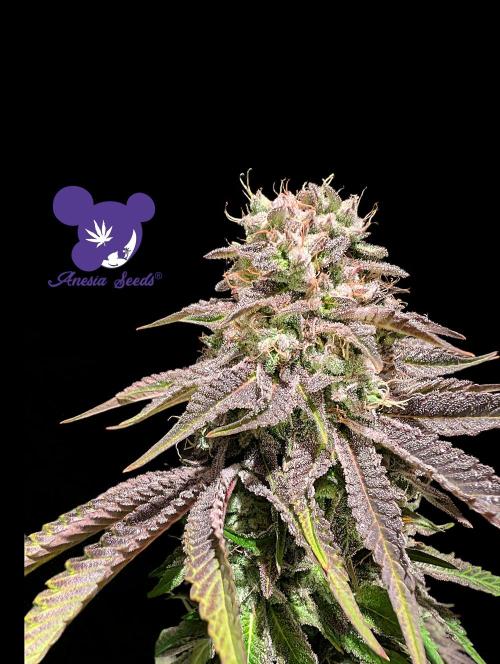 Sleepy Joe - Anesia Seeds - Organic Grow. Week 14