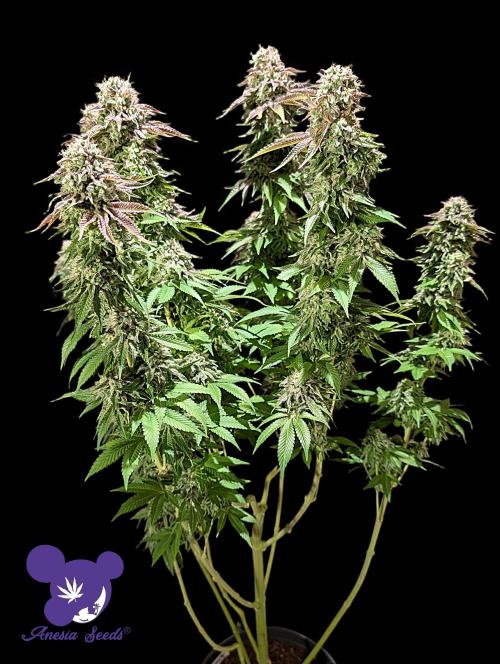 Sleepy Joe - Anesia Seeds - Organic Grow. Week 14