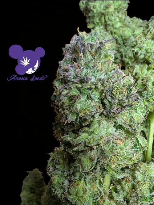 Sleepy Joe - Anesia Seeds - Organic Grow. Week 15