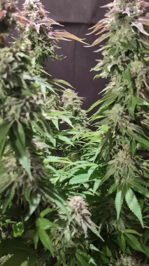 Sleepy Joe - Anesia Seeds - Organic Grow