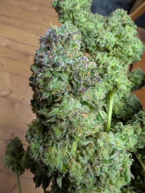 Sleepy Joe - Anesia Seeds - Organic Grow. Week 15