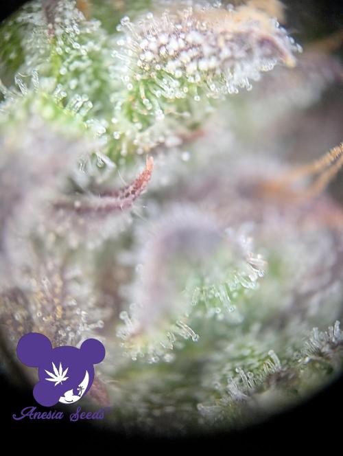 Sleepy Joe - Anesia Seeds - Organic Grow. Week 15