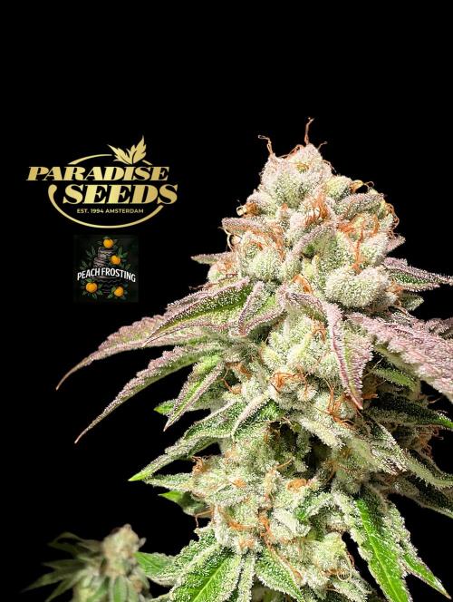 Peach Frosting - Paradise Seeds -Organic. Week 14