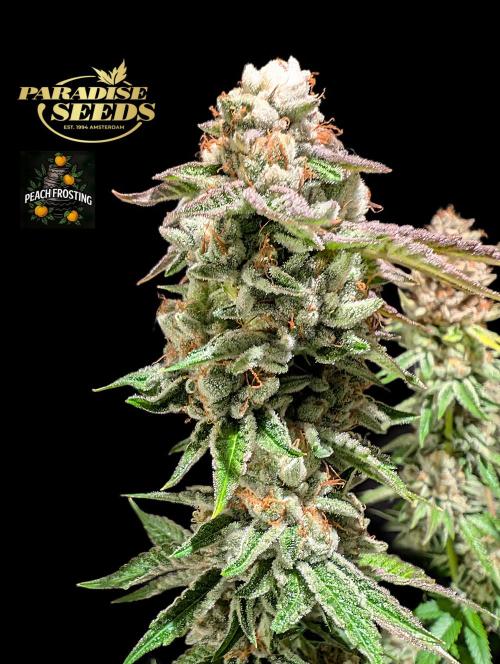 Peach Frosting - Paradise Seeds -Organic. Week 14