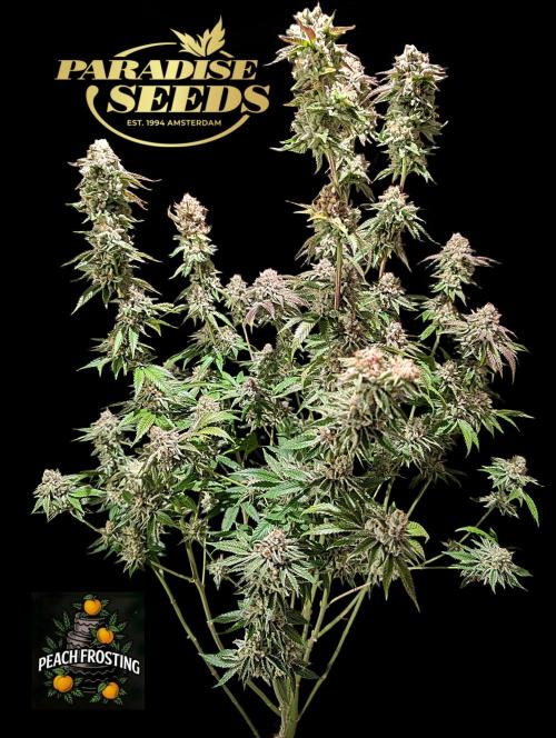 Peach Frosting - Paradise Seeds -Organic. Week 14