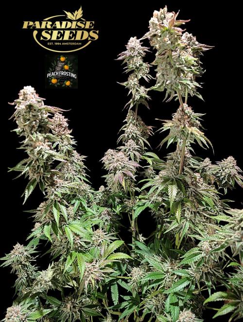 Peach Frosting - Paradise Seeds -Organic. Week 14