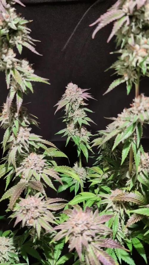 Peach Frosting - Paradise Seeds -Organic