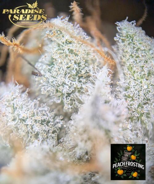 Peach Frosting - Paradise Seeds -Organic. Week 14