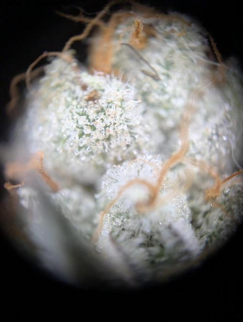 Peach Frosting - Paradise Seeds -Organic. Week 14