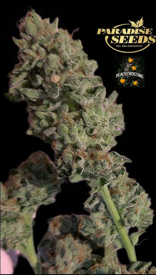 Peach Frosting - Paradise Seeds -Organic. Week 15