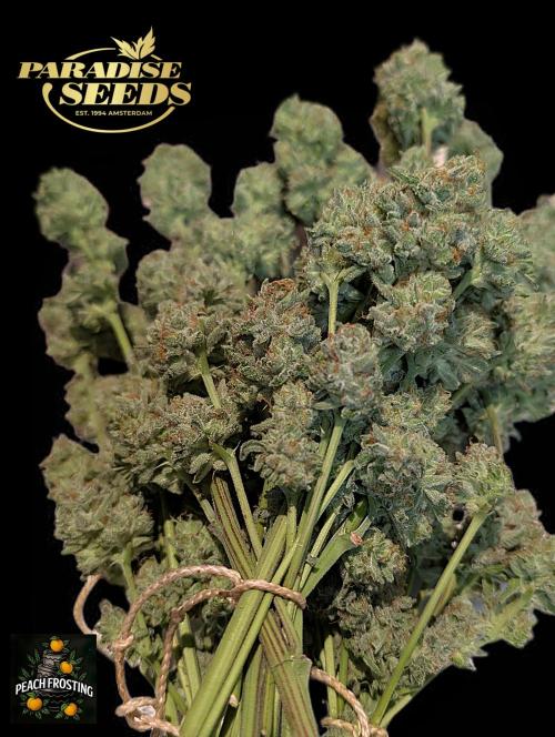 Peach Frosting - Paradise Seeds -Organic. Week 15