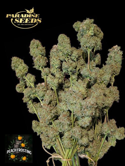 Peach Frosting - Paradise Seeds -Organic. Week 15