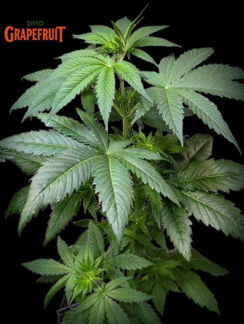 DMO Grapefruit #1 - Good Times Genetics. Week 5