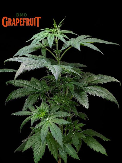 DMO Grapefruit #1 - Good Times Genetics. Week 5