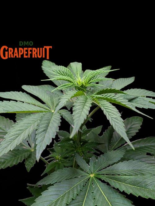 DMO Grapefruit #1 - Good Times Genetics. Week 5