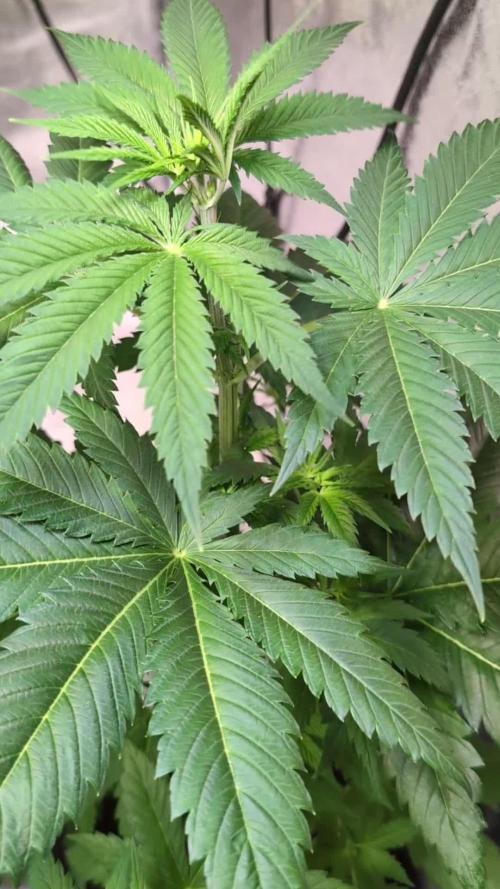 DMO Grapefruit #1 - Good Times Genetics