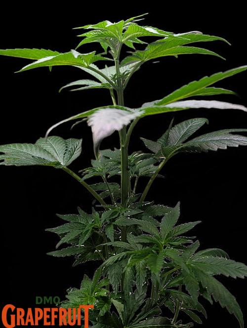DMO Grapefruit #2 - Good Times Genetics. Week 5