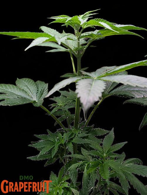 DMO Grapefruit #2 - Good Times Genetics. Week 5