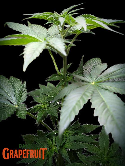 DMO Grapefruit #2 - Good Times Genetics. Week 5